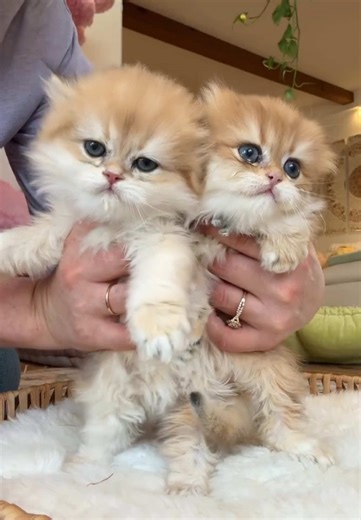 If you want a laid-back companion that brings warmth, beauty, and soft purrs into your life British Longhair is the perfect choice #britishlonghair #kittensoftiktok #catsoftiktok