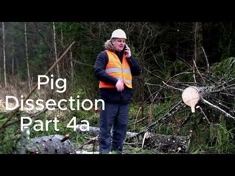 Pig Dissection Part 4--Reproductive Organs