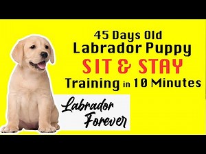 Sit,Stay Training for 45 days old Labrador in 10 minutes tamil