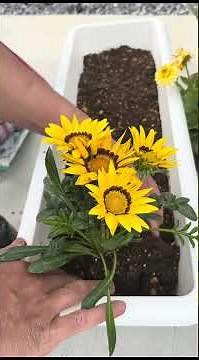 How to create the perfect BEE MAGNET for your garden.