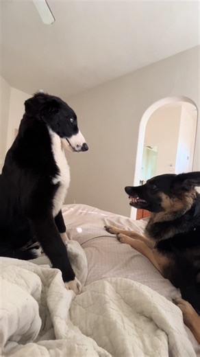 Adorable Brother and Sister German and Australian Shepherds