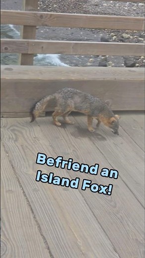 Channel Islands National Park! So much to do! Cute Island Foxes!