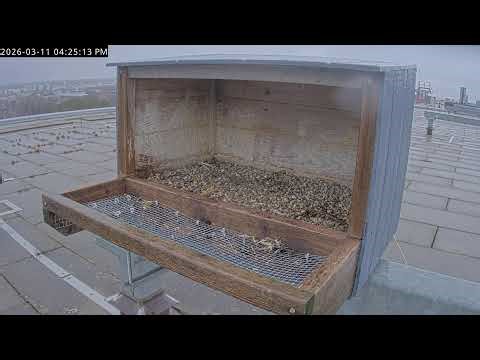 Spartan Stadium Falcon Cam