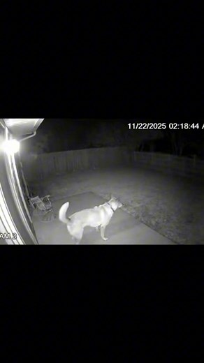 “Shadow Intruder: Distorted Entity Caught on Nighttime CCTV”...