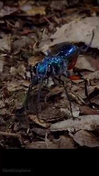 💎 The Jewel Wasp: Nature’s Most Bizarre Parasite 🐝