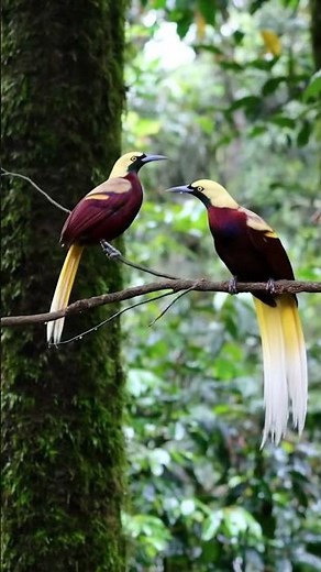 CENDERAWASIH : The Symbol of Nature’s Wonder in Eastern Indonesia #cenderawasih #beautifulbirds