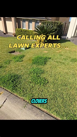 How Would You Get Rid of These Clovers? 🍀