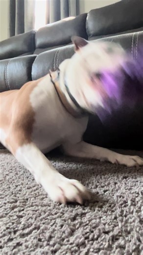 bentley_the_dog_yt on TikTok