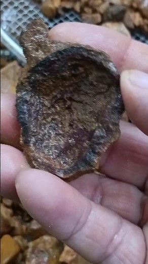 Nature's Iron Cup: Finding Unique Limonite in a TN Alluvial Deposit! ⛏️