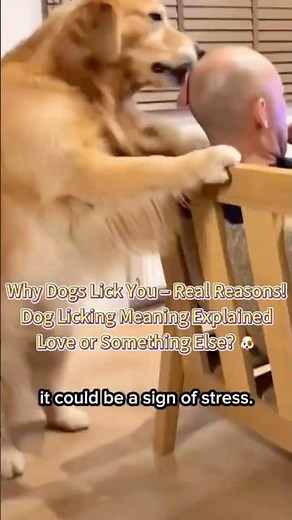 Why Dogs Lick You–The Meaning Behind Each Spot They Lick | Dog Behavior Explained #dogs #dogbehavior