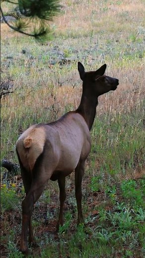 🦌Adorable Elk Sounds #elk #wildlife #elksounds