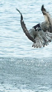 This is an amazing example of why ospreys are perfect anglers. This bird didn’t come crashing violently into the water, it snatched a single fish from the surface with both sets of talons. That’s impressive. Good job Osprey and glad I’m not a fish. | Mark Smith Photography
