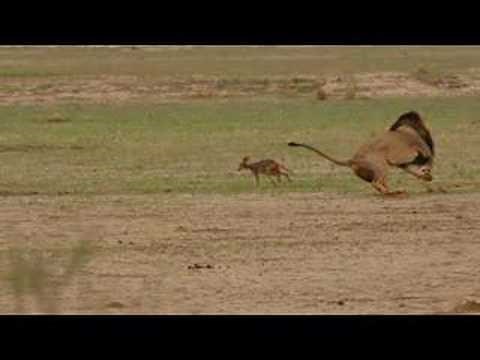 Lion and Jackal Encounter in the Kalahari (Khalagadi)