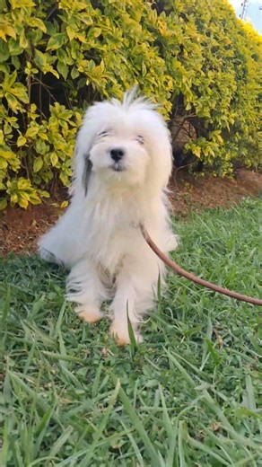cutest Maltese and havanese dog