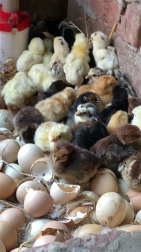 Geese ducks hatched cute baby hens chicks