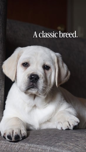 . A classic breed. The English Labrador ✨🎩 . #labbreeder #englishlabrador #whiteenglishlab #englishlab #labrador | Hickory Bluff Labradors LLC