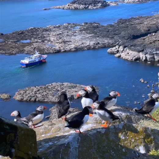 Turus Mara - Isle of Mull, Treshnish Isles and Staffa Boat Tours on Instagram: "In Episode 2 of The Grand Island Hotel, Banjo and Ro take some time out with Turus Mara to visit the Treshnish Isles for some Puffin Therapy. We were delighted to be part of things, providing their own personal boat trip to Lunga where they relaxed with an intimate supper with the puffins! @thegrandislandhotel is highly recommended and can be seen on @bbcscotland at 10pm on Mondays. All shows are available on @bbcipl