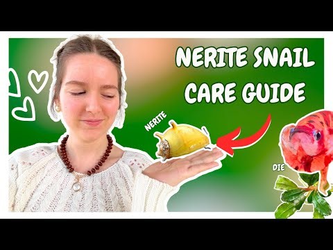 Nerite Snail Care (Complete Guide)