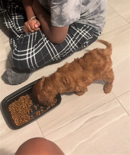 My first day at home with my new family 🐾🤎#cavapoo #cavapoopuppy #cavapoosoftiktok