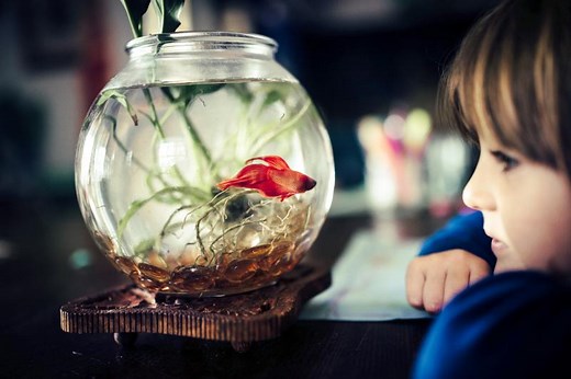 Betta Fish Recognize Their Owners & 6 Ways to Interact With Them | LoveToKnow Pets