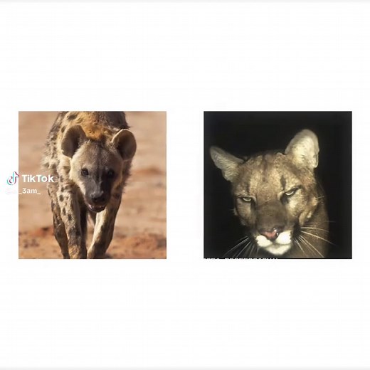 Animals Mogged by Puma