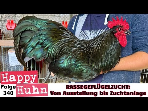 Hühner züchten wie die Profis! Von Ausstellung bis Geflügelzucht-Anlage HAPPY HUHN E340 #hühnerzucht
