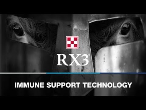 Set Calves up for Optimal Performance with RX3® Immune Support Technology by Purina Animal Nutrition