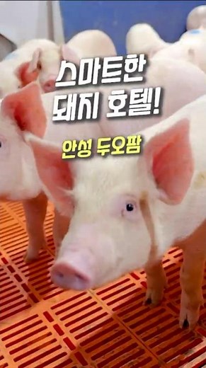 🏆 깨끗함이 경쟁력! 안성 두오팜의 스마트하고 쾌적한 축사 운영 노하우! #축산환경개선 #경기도 #스마트축산 #축산냄새저감