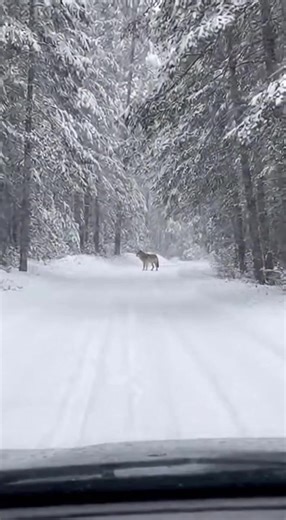 Heavy breathing inside the car as a lone wolf steps onto a snowy forest road. The wolf keeps coming closer, staring straight at the lens. You can hear branches cracking and the wind in the pines. This feels way too close to be safe. #wolf #wildlife #nature #snow #shorts | Wild Animal Encounters
