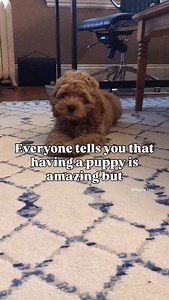 The puppy blues is strong, despite it all 🥹 What are some of your favorite memories from your first few weeks with your pup? Shark teeth, potty accidents, sleepless nights… bringing a new dog home is hard but boy is it worth it! 🐾 💕 #puppydog #puppy #babydog #iceage #dogsarethebest #dogsarefamily #newpuppyparents #newpuppy #oodle #poodlemix #cockapoo #goldendoodle #labradoodle #chien #perro #hund #australianlabradoodle #puppylove | Hugo le Beau