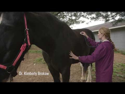Gentle Giants Draft Horse Rescue - Our Mission