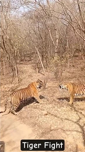 Territory Clash! 🐅⚡ Tigers Fight in Ranthambore Jungle