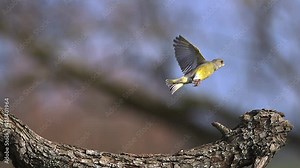 European Greenfinch, carduelis chloris, Adult taking off from Branch with Food in its Beak, Slow motion