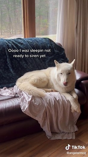 How to Teach Your Wolfdog to Howl like a Pro