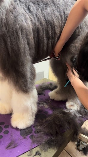 Sheepadoodles are intelligent, energetic dogs and usually have a friendly and playful temperament. | Doggies Boggie