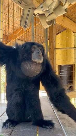 Sounds of siamangs #siamang #primate #animals #cuteanimals