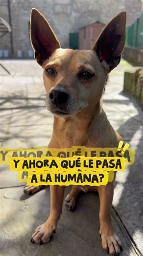 Solo los que tengan una mascota lo entenderán ❤️#dogsloverforever #doglovers #pets #perros