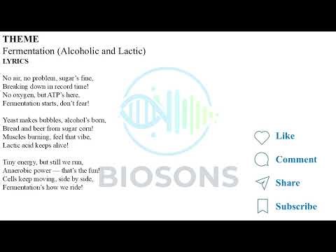 Fermentation: Alcoholic and Lactic Explained