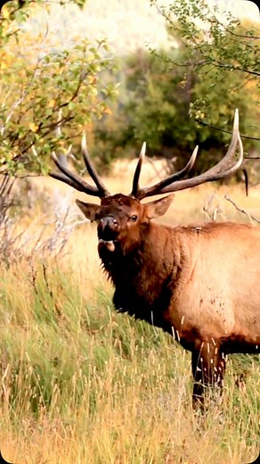 onX Hunt on Instagram: "LAST CHANCE, enter by June 15th. onX Hunt and Huntin’ Fool want to send you on a 2025 Colorado rifle bull elk hunt for two! This is your chance to win a Colorado second-season rifle elk hunt for two with a Huntin’ Fool Endorsed Outfitter. Operating in the San Juan National Forest and Weminuche Wilderness, this outfitter provides top-quality guides, equipment, livestock, and accommodations to ensure the best possible hunting experience. This top-tier trip includes seasoned