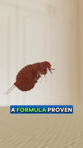 You don't need a million products to keep your dog flea-free. BugMD...