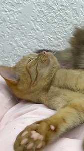 11K views · 189 reactions | Cat House on Reels | Facebook