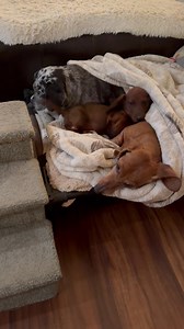 Medical puppy Benji making friends We are raising money for his liver shunt surgery. We’ve spent 4.5k on diagnostics and such already. If you can help pls go to dachshundrescueoflosangeles.com/make-a-donation | Dachshund Rescue of Los Angeles
