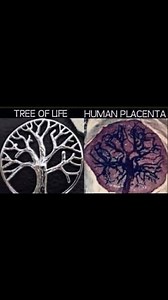 ⟁ THE PLACENTA PROTOCOL