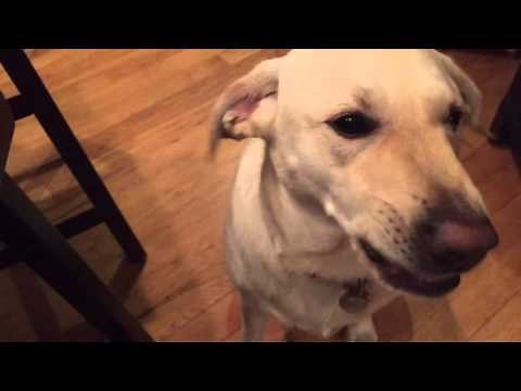 Dog eating pistachios