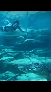 Want a unique, up close and personal view of our iconic Saltwater Crocodiles? 🐊 Visit us at Crocosaurus Cove in the heart of Darwin City and jump in our Cage of Death, just like @wildmanadventures did. 🙌🏾 | Crocosaurus Cove Darwin