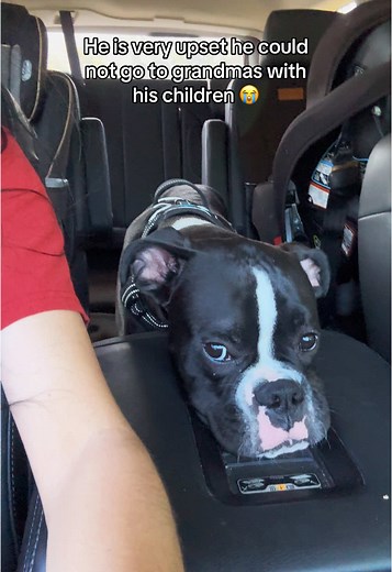 He knows how much fun they have at grandmas house 🤣 poor wittle baby has to stay with mama all day 🙄 #dogowner #dogsoftiktok #boxersoftiktok #boxerpuppy #blackboxer