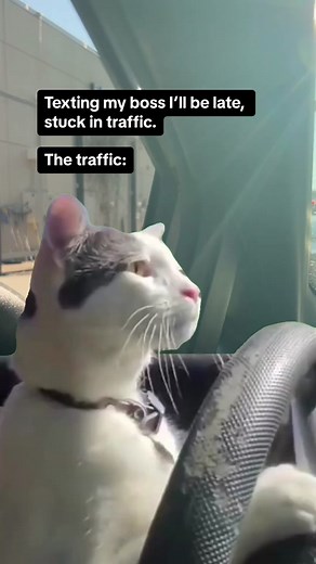 Stuck in traffic. #drivingcat #catdriving #catmemes #fyp #fypシ #CapCut | Cat Driving