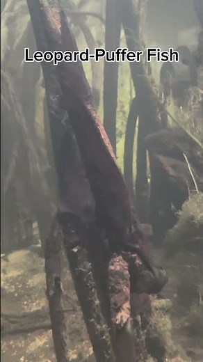 Leopard-Puffer Fish swimming in a Aquarium