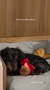 7.4K views · 636 reactions | fyfy snuggling the little bear cutie 笠 #srchafreen #GIRLFREEN | Adi | Facebook