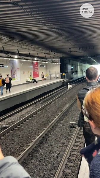 Swan rescued from train tracks at French station